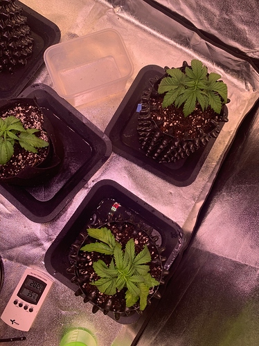 Growreport Bild 17