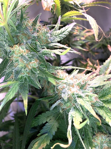 Growreport Bild 1