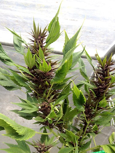 Growreport Bild 9