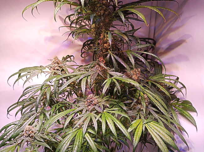 Growreport Bild 1