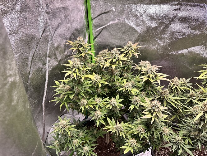 Growreport Bild 9
