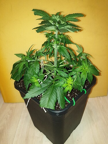 Growreport Bild 7