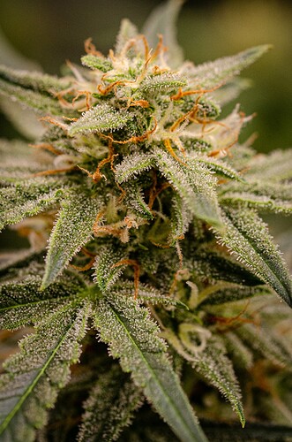 Growreport Bild 2