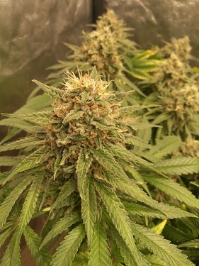 Growreport Bild 10