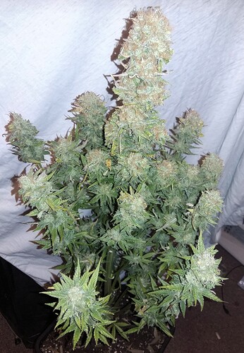 Growreport Bild 2