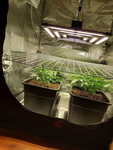 Growreport Bild 15