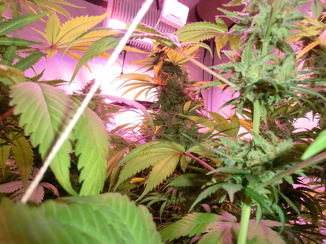 Growreport Bild 5