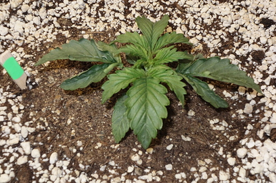 Growreport Bild 11