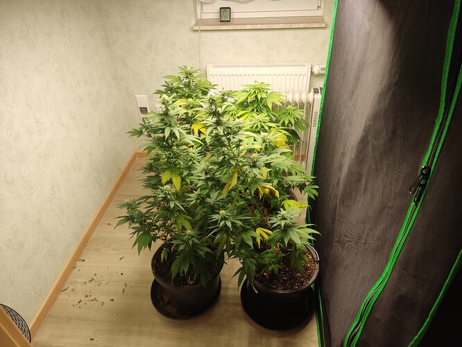 Growreport Bild 1