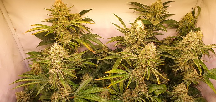 Growreport Bild 6