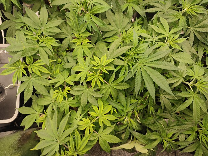 Growreport Bild 4