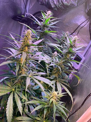 Growreport Bild 11