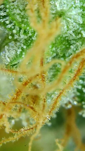 Growreport Bild 60