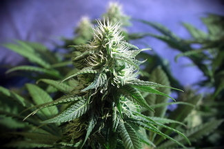 Growreport Bild 28
