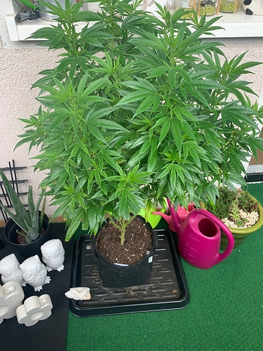 Growreport Bild 5