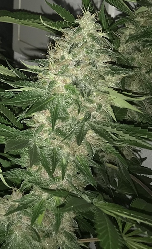 Growreport Bild 7