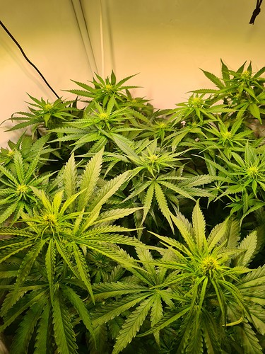Growreport Bild 3