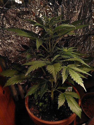 Growreport Bild 2