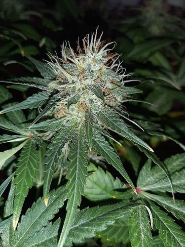 Growreport Bild 9