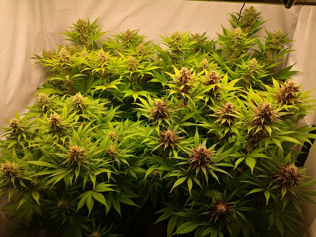 Growreport Bild 10