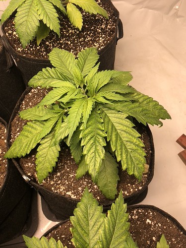 Growreport Bild 4