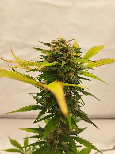 Growreport Bild 14