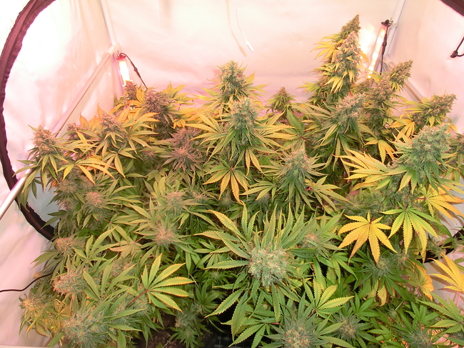 Growreport Bild 1
