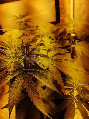 Growreport Bild 5