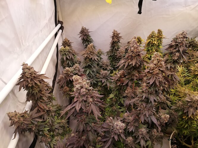 Growreport Bild 4