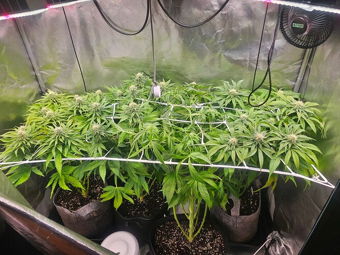 Growreport Bild 3