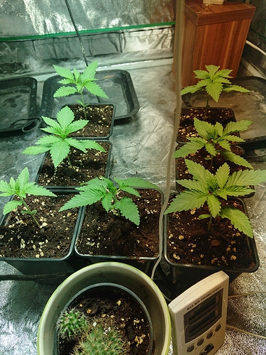 Growreport Bild 13