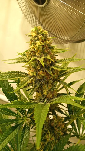 Growreport Bild 4