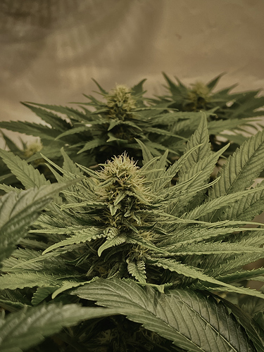 Growreport Bild 13