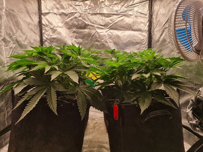 Growreport Bild 38