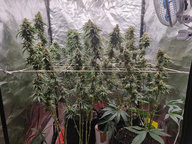 Growreport Bild 4