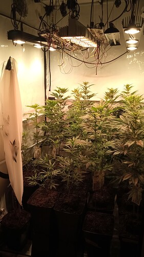 Growreport Bild 58