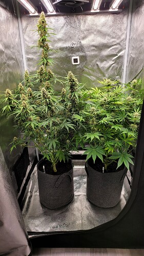 Growreport Bild 5
