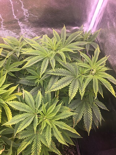 Growreport Bild 2