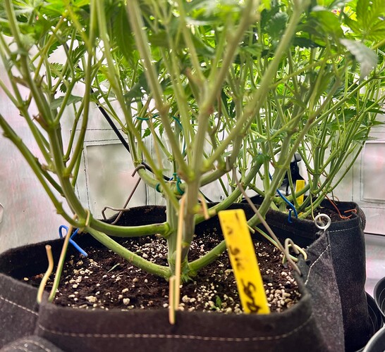 Growreport Bild 3