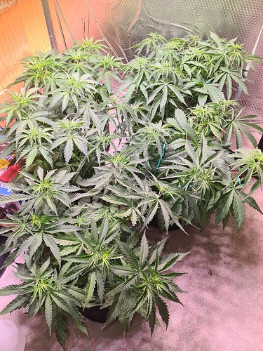 Growreport Bild 4