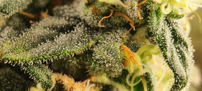 Growreport Bild 8