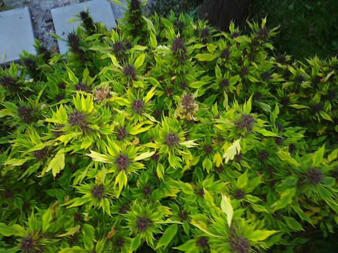 Growreport Bild 2