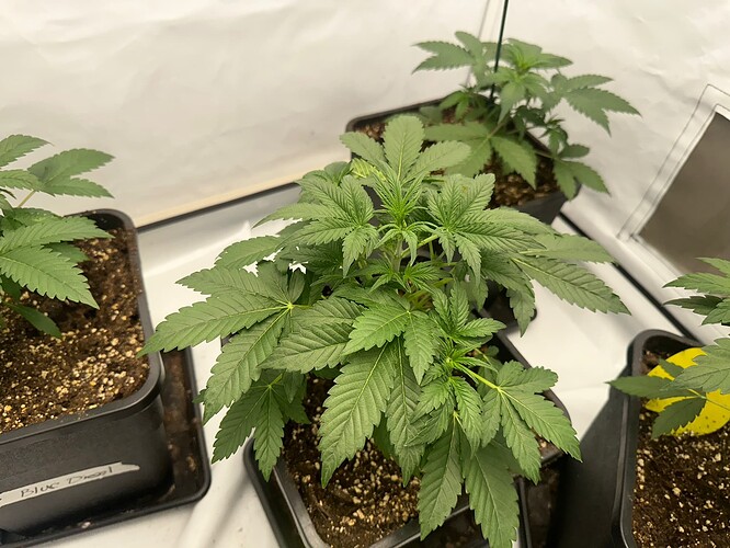 Growreport Bild 15