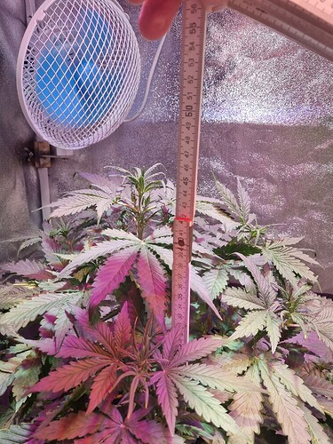 Growreport Bild 4
