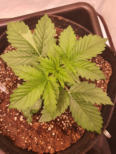Growreport Bild 10