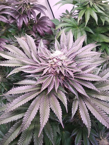 Growreport Bild 2