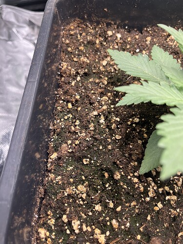 Growreport Bild 7