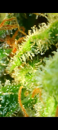 Growreport Bild 12