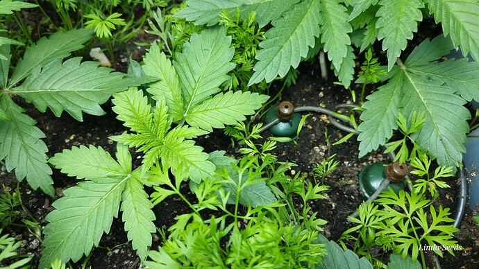Growreport Bild 18