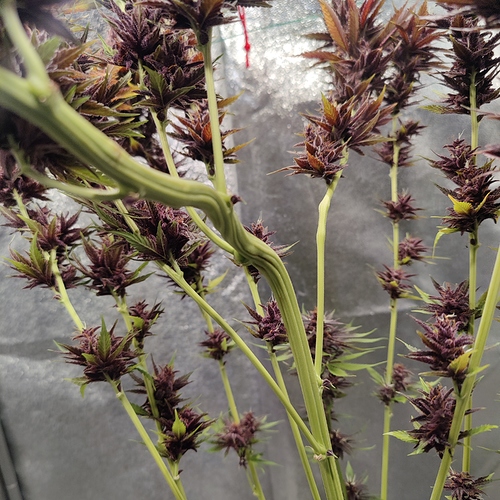 Growreport Bild 15